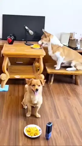 Singing dog#dog #singingdog #petlovers #cuteanimal 