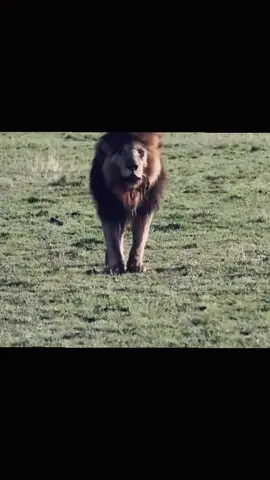 KİNG 👑 SCARFACE 👑🦁 #lion #scarface #masaimara #aslan #keşfet 