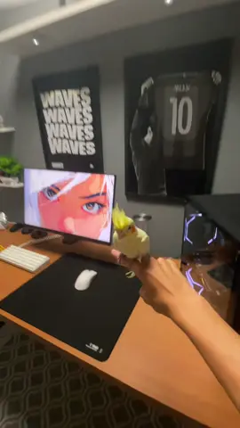 Já que vcs pedem tanto a calopsita tech 😌 #setup #pc #techtok #minimalist #window 