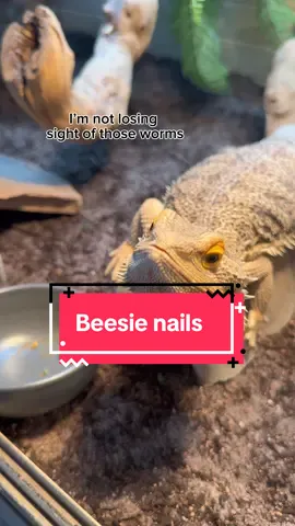 Bug crazy #dragon #beardeddragon #PetsOfTikTok 