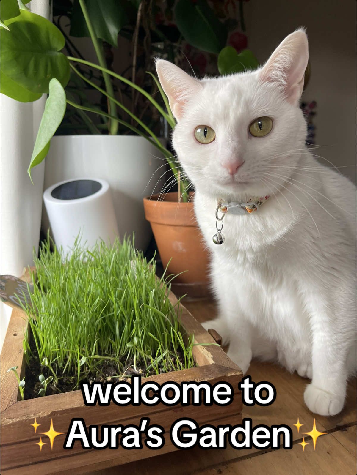 my #cat kept wanting to chew on my #plants so i made her a #catsafe #garden with wheatgrass! (aka cat grass) i also sprout other cat safe herbs for her but so far the grass is her fav. also s/o my bestie beck for making her garden sign 🫶🏻 #celestialshortie 