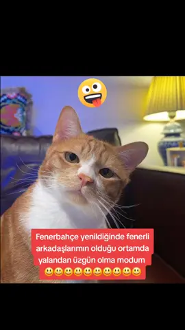 #kedi#fenerbahçe #moralimbozuk #komik#kedicik