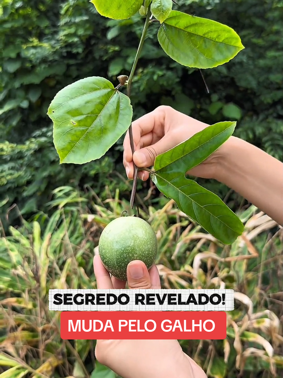 Como Fazer Muda de Maracujá (Método Fácil de Enraizamento de galho) --- Aprenda a  plantar maracujá em casa de um jeito simples. 🌱 Veja como fazer muda de maracujá pelo galho, usando o método de enraizamento que qualquer pessoa consegue aplicar.  --- #maracuja #enraizar #plantas #mudas #jardinagem muda de maracujá, maracujá pelo galho, como plantar maracujá, enraizamento de galho, plantar em casa, horta caseira, jardinagem fácil, frutífera em vaso, maracujá no quintal