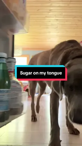 😅 That was a tough one to do. 🐾 #dogsoftiktok #timberthesilverlab #dogmom #fyp #trendingsong 