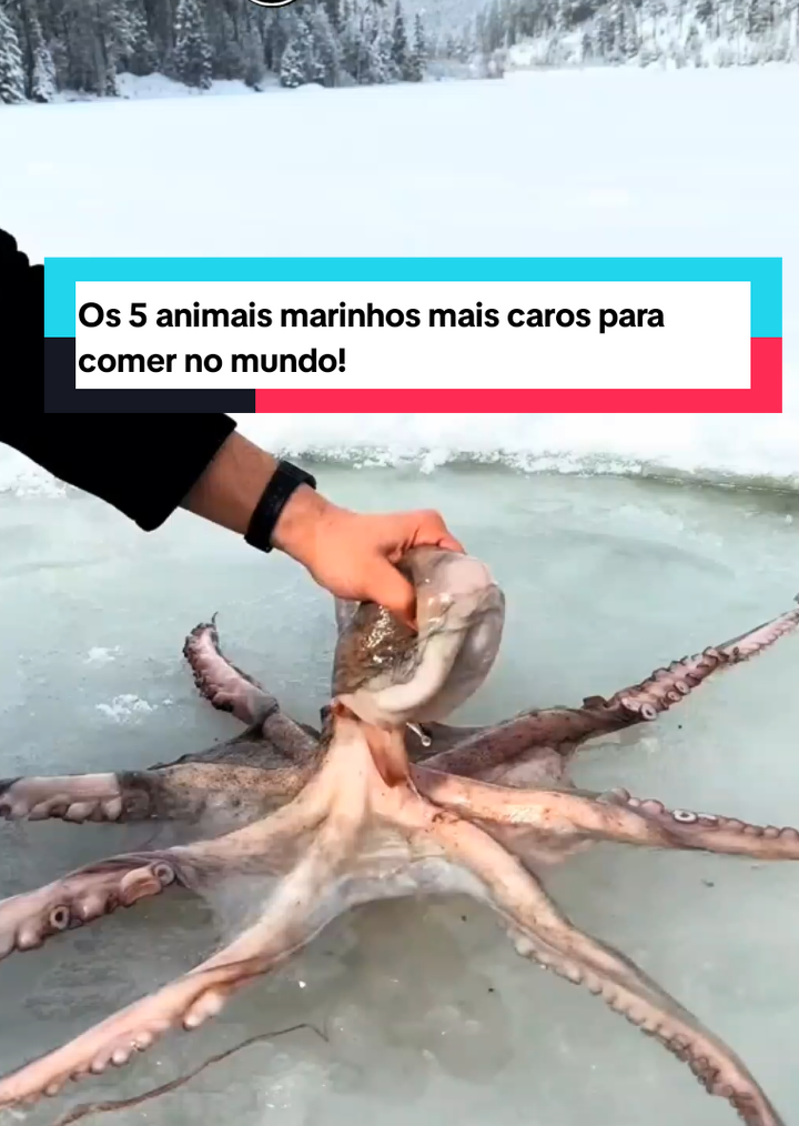 Os 5 animais marinhos mais caros para comer no mundo! #animaismarinhos  #caro 