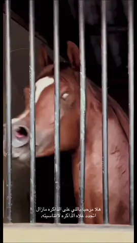 #اكسبلور #خيل_وخياله🐎 #اشعاروقصايد #foryoupage #هواجيس 