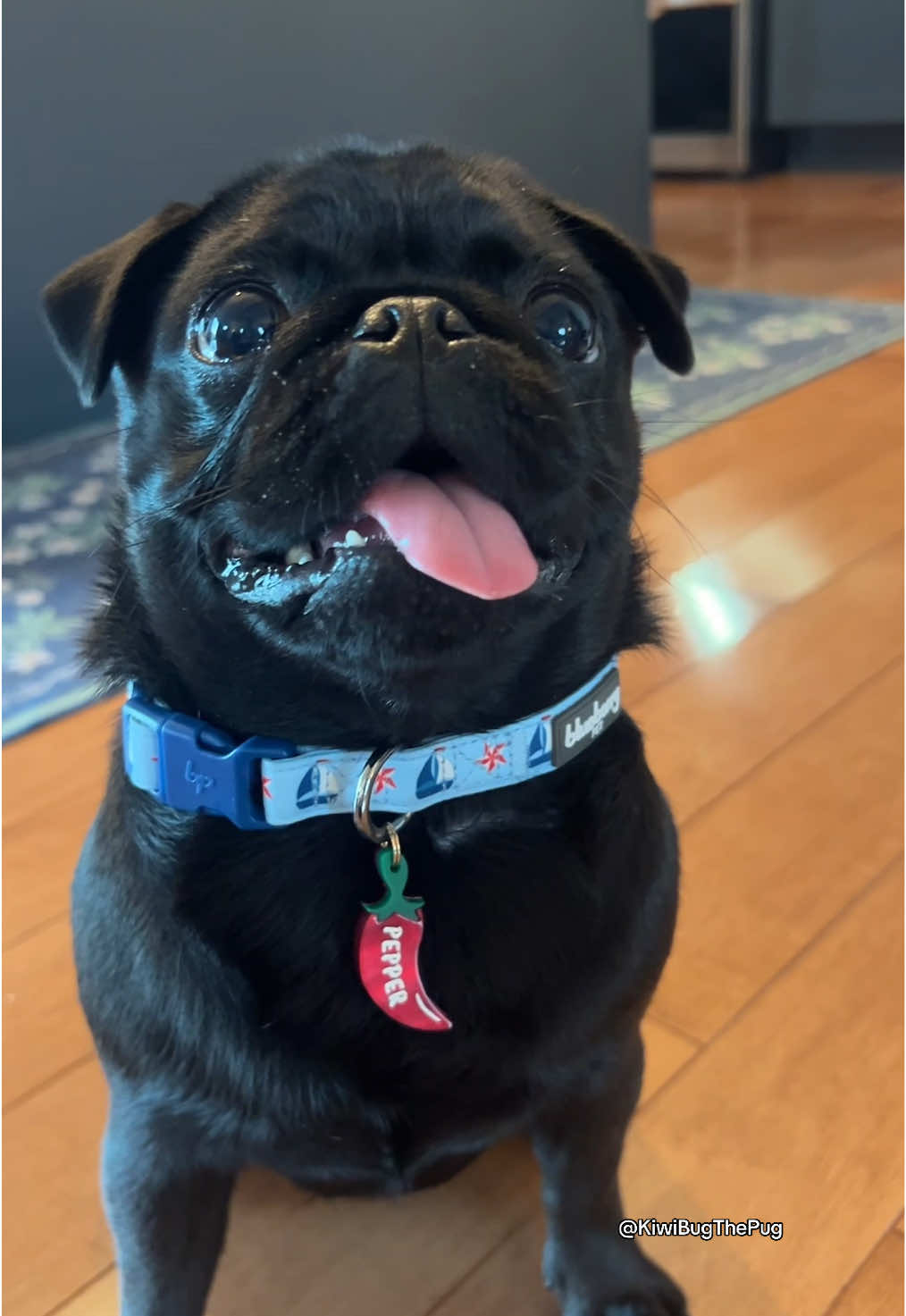 Pepper FINALLY has a name tag! 🌶️ We saved up our puggie dollars and got it from @littlenuggetpaws ! We love it! 