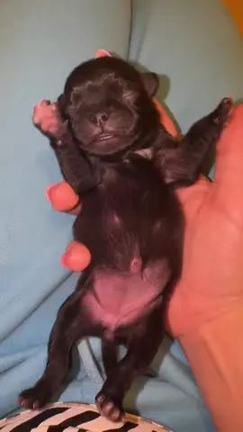 the tiniest pibble in all the land #pibble #washmybelly #pibblesoftiktok 