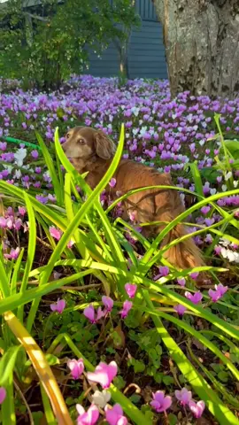 September Snorfle-a-long #floptonguemedicine #pacificnorthwest #comfort #dachshund 