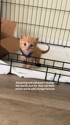 What’s your cat’s adoption story? 🥹 #rescuecat #fosterkitten #adoptdontshop #adoptedcat #catmom 