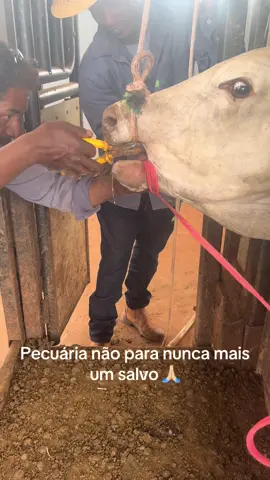 #pecuariacomorgulho💪#