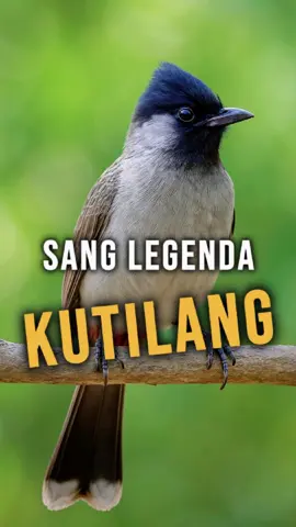 Konten ini cuma hiburan aja, bro! 🎤🐦 Kutilang di sini gua bikin sok sombong biar seru, jangan baperan. Rawatan yang gua sebutin itu contoh umum, tetep sesuaikan sama karakter burung masing-masing. Intinya, rawat burung dengan sabar + kasih sayang… baru deh gacornya awet! ✨#kicaumania #kutilang #fyppppppppppppppppppppppp 