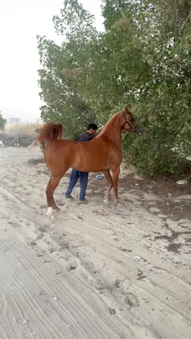 #خيل_عربي_اصيل🐎🐎 #explor #foryou 