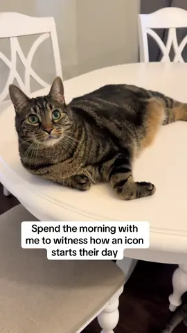 Milo’s morning routine is packed 😂 #foryou #foryoupage #lol #comedy #catsoftiktok 
