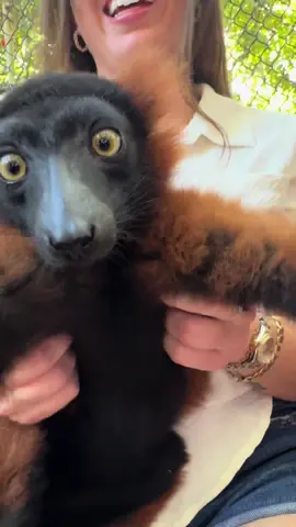 We have Madagascar at home. #lemur #zoo #fyp 