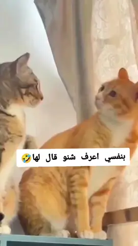 #theloveofcats😻😻