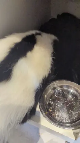 Winter is coming. #skunk 