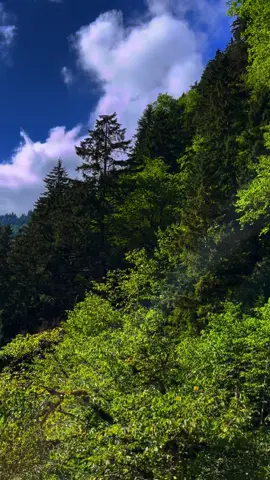 #karadenizşarkıları #trabzon #sümela #karadeniz #yeşil #doğa #ağaç 