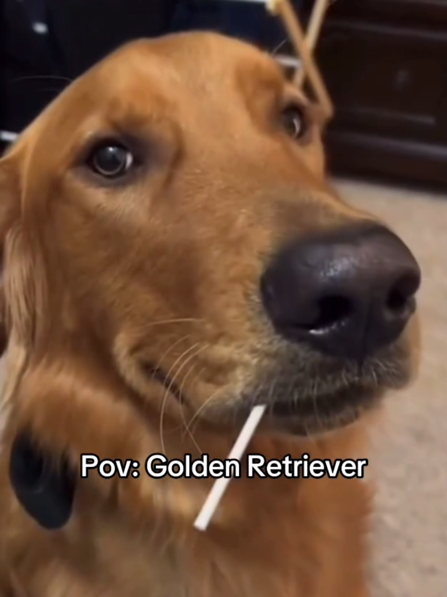 Golden Retriever 😂 #goldenretriever #dogs #pets #core #funny 