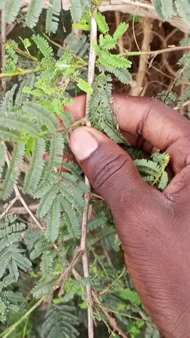 #viraltiktok #like #arewa__tiktok 