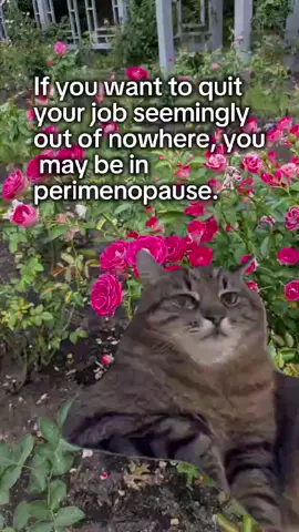 Raging emotions and the sudden urge to smack someone may not be because you're overworked and under paid. You may actually be in perimenopause. If your hormones and anxiety levels are out of control, you can't lose weight, or you just need support, book a free consultation (linked in bio) and let's chat in depth about what you're experiencing. You probably don't need to get on hormone therapy, you probably need to open detox pathways and eat more. #womenshealth #womenover40 #womenover50 #womenover30  #perimenopause 