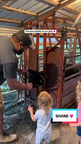 Shane appreciation post 🩷 #farmtok #agtok #livestock #cowsoftiktok #bestdad 