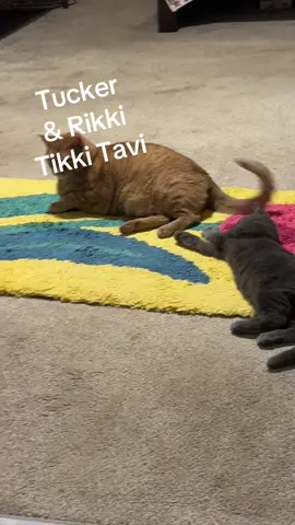 Tucker acts so annoyed with the kitten lol #cat #catsoftiktok #kittensoftiktok 