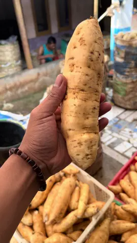 Ubi Cilembu si madu asli @simadu asli #ubicilembu #cilembu #ubi 