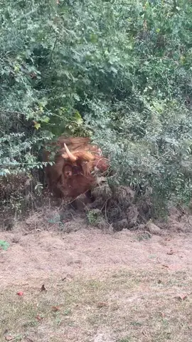 Dumplin & his daily adventure 🐮🤦🏼‍♀️ #minicow #highlandcow #cowsoftiktok  