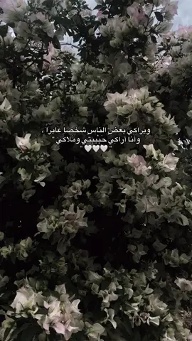 ححبيبتيي 🥹🤍🤍.! #منشن #شعراء_وذواقين_الشعر_الشعبي🎸 #ابو_سوس #تصاميم_حبيبه🌚💗 #حب_حياتي 