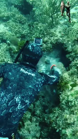 #spearfishing #seafood #freediving #chassesousmarine #fishing    