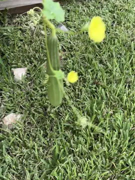 #creatorsearchinsights #gardentok #loofah 