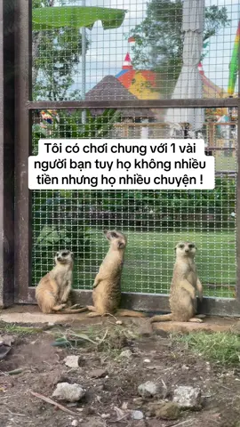Tu đi mấy fen ơi, bớt khẩu nghiệp lại #VinWonders #GreenCreator #dulich #211mvpu #vinwondersvuyen 