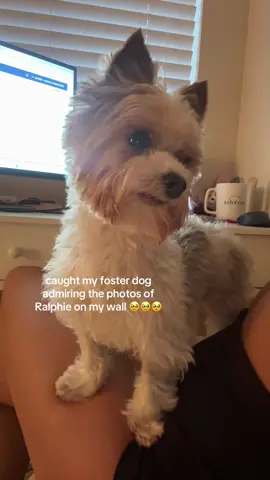 He definitely knew Ralphie in another life oh my ❤️