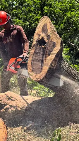 Fast cutting #husqvarna3120xp 