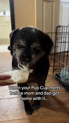 #goodsoup #dogsoftiktok 
