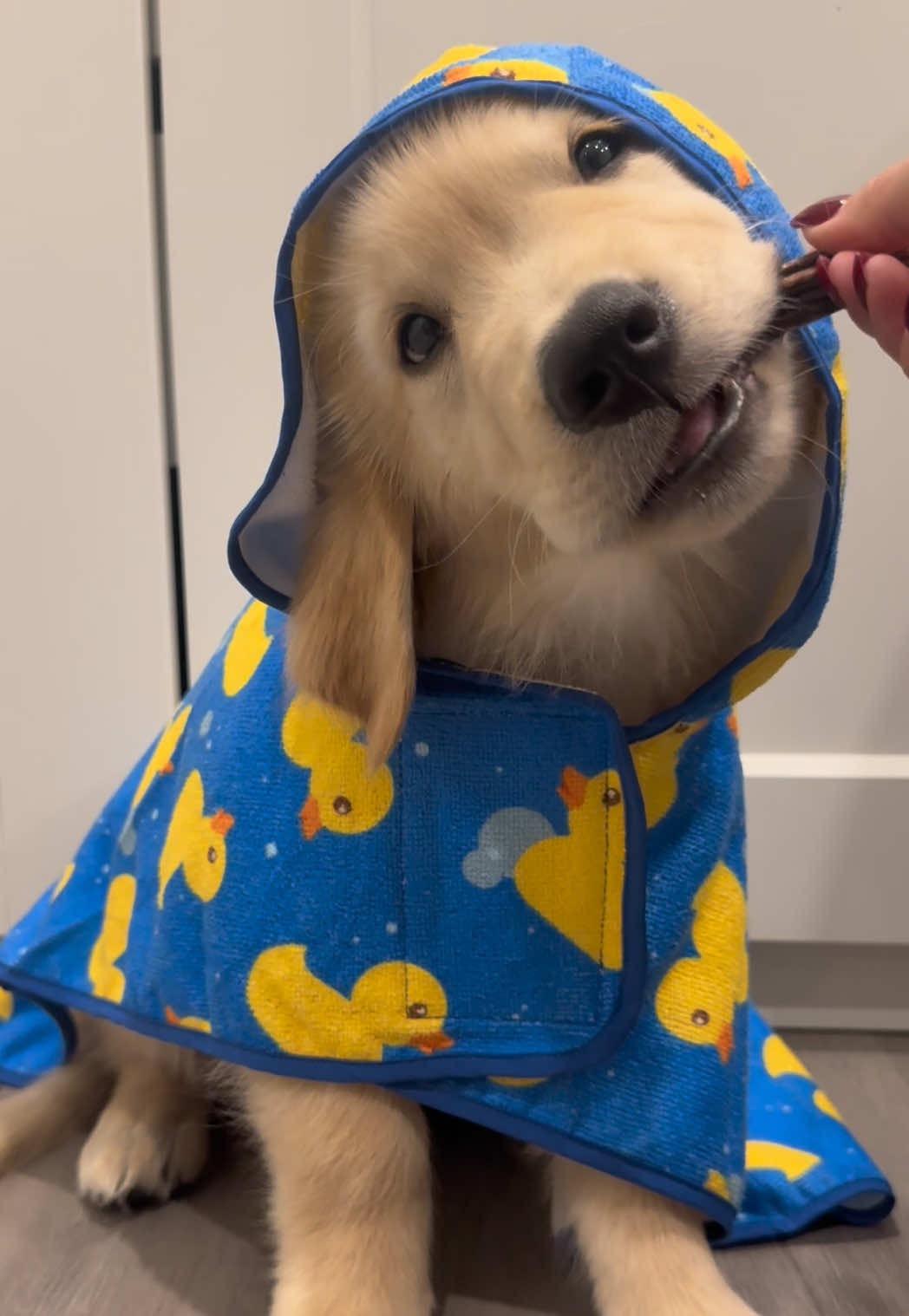 Do you like my new bath towel?🥹 #goldenretriever #puppy #dogsofttiktok #foryoupage #viral 