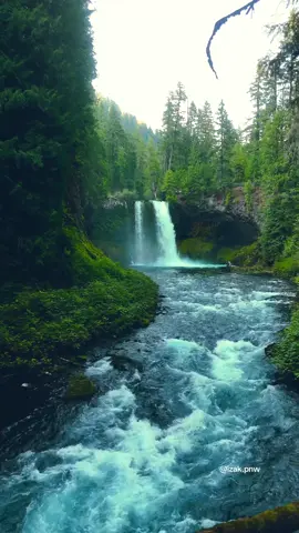 There’s an unparalleled serenity in wandering through lush green forests, with the soothing sound of a waterfall flowing gently beside you. #waterfalls #pacificnorthwest #pnw #beautifuldestinations #pnwexplored 