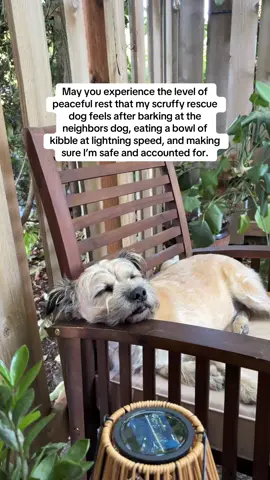 He’s a good boy. #scruffydog #sleepy @Walker Edison #chihuahuamix 