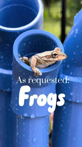 Replying to @Danielle 🤍 here ya go!🐸 #froghotel #ribbitinnparadise 