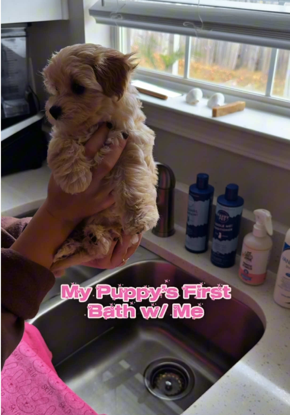 My puppy’s first bath with me 🫧 🐶 Sunni did so good with her bath. Her breeder was actually a groomer for show dogs for year so she has been used to taking baths for a few weeks now. 🥹💓 #puppybath #puppybathtime #maltipoopuppy  