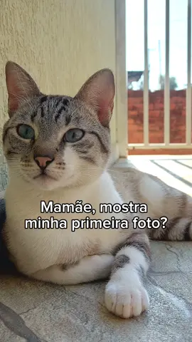 😻😻😻 #CapCut #tiktok #gatostiktok 