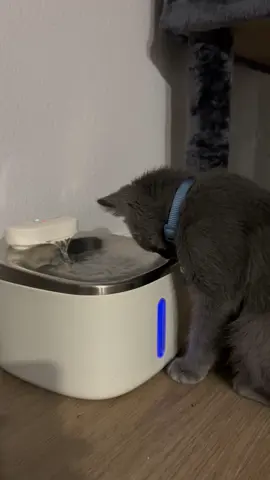 estoy tan cansona con mis gatitos pero es q quiero cuidarlos muchísimo🥹😼🐆🐆🐆