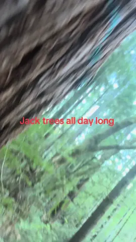 #treekillr #stihlsaw #skullbuckethats #loggingislife 