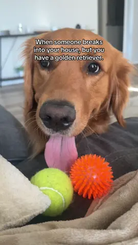 You have to throw the ball for him 😆 #GoFetch 