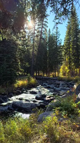 A crystal-clear creek winds through Wyoming’s national forest, carrying sunlight and the soft rustle of turning leaves. Golden and crimson, they soak up the last warm days of fall as the water sings toward winter. #wyoming #nature #autumn #creek #forest 