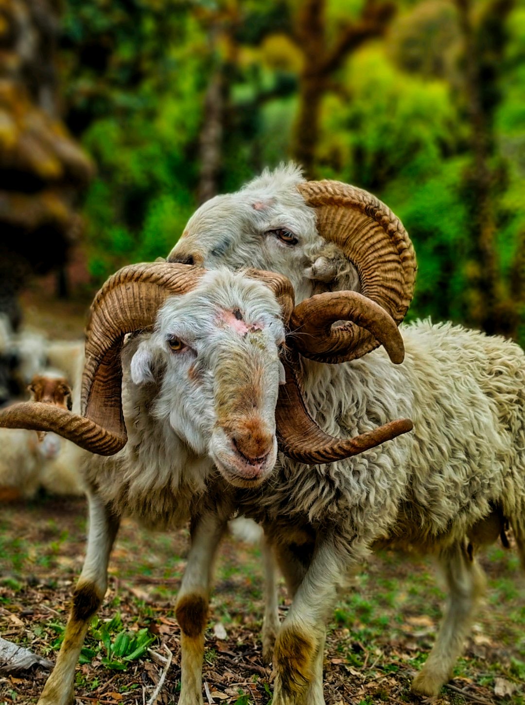 finally got fight with senior 😱 #fight #sheepfight #Lifestyle 