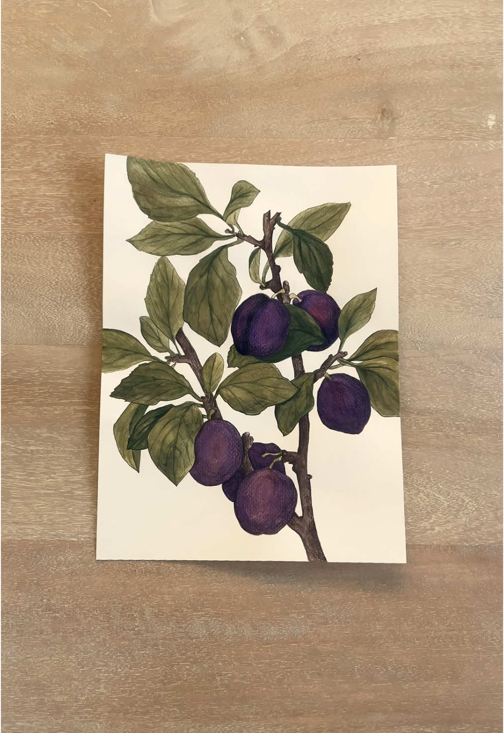 Plums  #paint #watercolor #artist #art #coloredpencils #botanicalart #paintwithme 