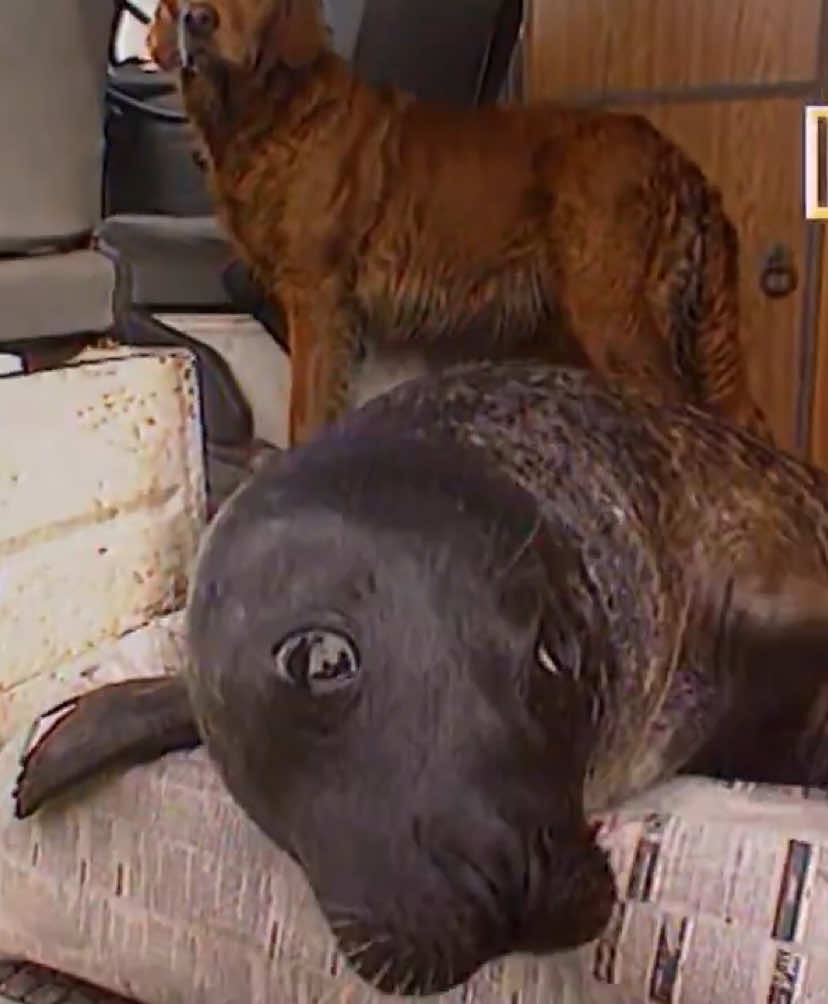 an irishman’s rescued pet seal named Sally #seal #seals #sealtok 