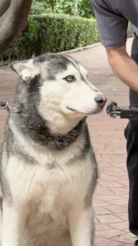 Si tienes mascota, te conviene ver este vídeo 👀 información que cura @Hill’s Pet Latam  #HillsTransformandoVidas #Publicidad#comohumanostenemoslimites